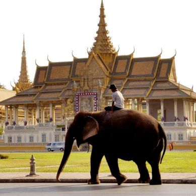 An elephant making his way past the Royal Palace in the city of Phnom Penh.